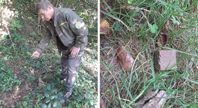 В Ужанському нацпарку, що на Закарпатті, розпочали вакцинацію диких тварин проти сказу В Ужанському нацпарку, що на Закарпатті, розпочали вакцинацію диких тварин проти сказу