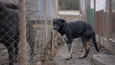 "Не забирають навіть лабрадора та вівчарок": 1000 собак і котів у притулку на Дніпропетровщині шукають нові домівки "Не забирають навіть лабрадора та вівчарок": 1000 собак і котів у притулку на Дніпропетровщині шукають нові домівки