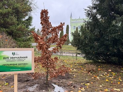 мільярдне дерево, дуб, програма зелена країна