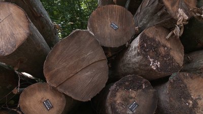 Зростає попит на дрова на Рівенщині: що обирають люди і скільки коштує тепло Зростає попит на дрова на Рівенщині: що обирають люди і скільки коштує тепло