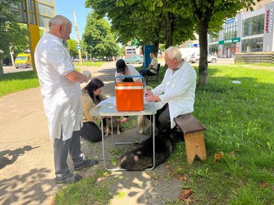 У Луцьку почали безплатно щеплювати котів та собак У Луцьку почали безплатно щеплювати котів та собак