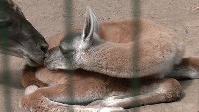 "Таке маленьке, миленьке, шукає маму": у Рівненському зоопарку народилося маля гуанако "Таке маленьке, миленьке, шукає маму": у Рівненському зоопарку народилося маля гуанако