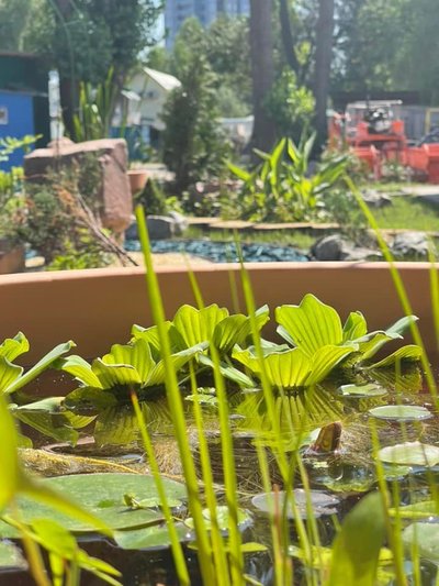 У Києві створять водні сади у чашах У Києві створять водні сади у чашах