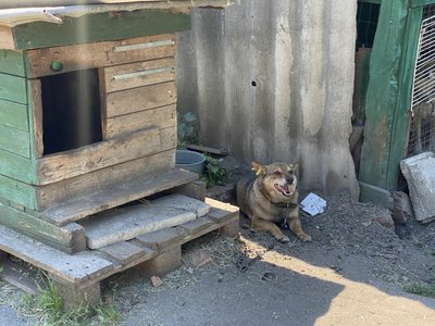 У Полтаві тварини страждають від спеки: поради ветеринара як їм допомогти У Полтаві тварини страждають від спеки: поради ветеринара як їм допомогти