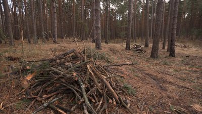 Безплатні дрова для людей: на 188 ділянках Чернігівщини люди можуть заготовити собі дрова Безплатні дрова для людей: на 188 ділянках Чернігівщини люди можуть заготовити собі дрова