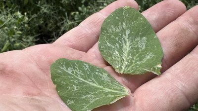 "Бджоли б’ються в конвульсіях": у двох селах Кіровоградщини загинули 32 мільйони бджіл "Бджоли б’ються в конвульсіях": у двох селах Кіровоградщини загинули 32 мільйони бджіл