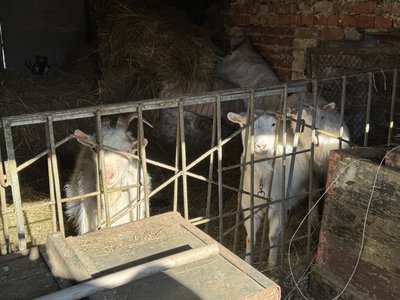 “Корову збувати – останнє діло”: як з господарством обживається переселенка у Сумах “Корову збувати – останнє діло”: як з господарством обживається переселенка у Сумах
