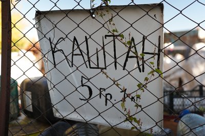 Сум'яни збирають каштани на продаж: скільки платять і чи варто це зусиль Сум'яни збирають каштани на продаж: скільки платять і чи варто це зусиль