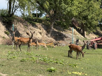 "Мінізоопарк — окраса Беседівки": як у селі на Сумщині вирощують оленів та ланей "Мінізоопарк — окраса Беседівки": як у селі на Сумщині вирощують оленів та ланей