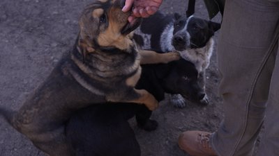 "Ситуація стабільно тяжка": як триває добровільна евакуація з прифронтової Новопавлівки "Ситуація стабільно тяжка": як триває добровільна евакуація з прифронтової Новопавлівки