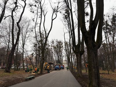 У парку Шевченка в Чернівцях цьогоріч зрізали приблизно 50 дерев: чому це зробили У парку Шевченка в Чернівцях цьогоріч зрізали приблизно 50 дерев: чому це зробили
