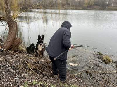 "Далі вона продовжує гинути": на межі Полтави та Горбанівки більше місяця у ставках гине риба "Далі вона продовжує гинути": на межі Полтави та Горбанівки більше місяця у ставках гине риба