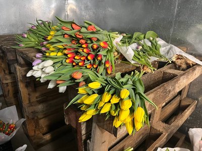 П'ять тисяч квіток до Дня закоханих: черкащанка розповіла, як вирощує тюльпани П'ять тисяч квіток до Дня закоханих: черкащанка розповіла, як вирощує тюльпани