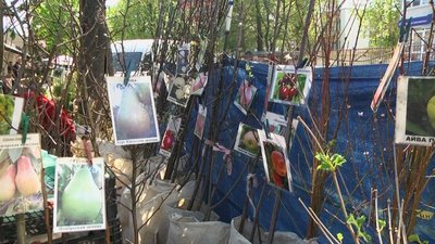 На хмельницьких ринках на третину зменшилися ціни на саджанці фруктових дерев у порівнянні з березнем На хмельницьких ринках на третину зменшилися ціни на саджанці фруктових дерев у порівнянні з березнем
