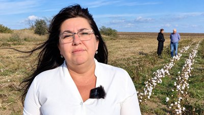 На Миколаївщині зібрали перший пробний урожай бавовнику На Миколаївщині зібрали перший пробний урожай бавовнику