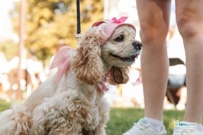 «Пес-Козак 1526», Dog Fashion, «Собака-компаньйон»: у Дніпрі відбувся «ГавГавФест» «Пес-Козак 1526», Dog Fashion, «Собака-компаньйон»: у Дніпрі відбувся «ГавГавФест»