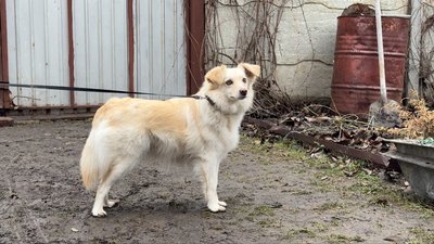 Собака Глаша повернулася у пошкоджений “шахедом” Собака Глаша повернулася у пошкоджений “шахедом”