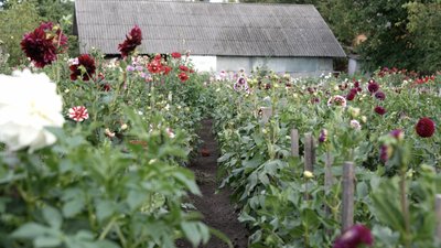 Жоржини на городі Ольги Грекул з села Шипинці Жоржини на городі Ольги Грекул з села Шипинці