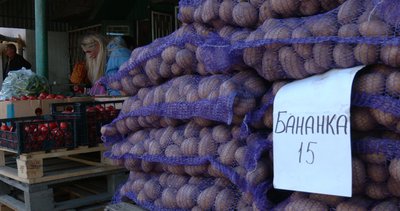 Як проходить збір урожаю картоплі та яка ціна за кілограм на Закарпатті Як проходить збір урожаю картоплі та яка ціна за кілограм на Закарпатті