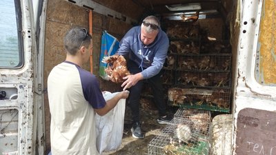 Волонтери передали 500 курей селянам Миколаївщини та Херсонщини Волонтери передали 500 курей селянам Миколаївщини та Херсонщини