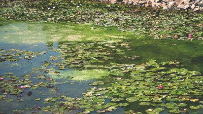 Зелена плівка й водорості: на території яхт-клубу у Дніпрі зацвіла річка. Як борються та чи є загроза для людей і фауни Зелена плівка й водорості: на території яхт-клубу у Дніпрі зацвіла річка. Як борються та чи є загроза для людей і фауни