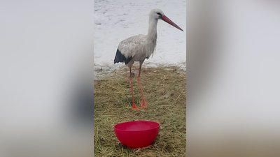 Відлетів восени і повернувся перед Новим роком: історія лелеки Бусі, який зимував на Рівненщині Відлетів восени і повернувся перед Новим роком: історія лелеки Бусі, який зимував на Рівненщині