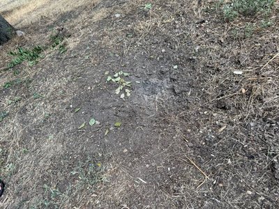 У Кривому Розі біля багатоповерхівки вибухнула граната — місцеві підозрюють ветерана У Кривому Розі біля багатоповерхівки вибухнула граната — місцеві підозрюють ветерана