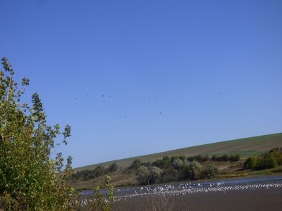 водойма, лелеки, птахи водойма, лелеки, птахи