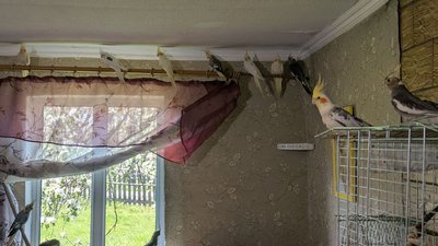 18 папуг у сільській хаті тримає 21-річна медсестра Марія Матвійчук на Волині 18 папуг у сільській хаті тримає 21-річна медсестра Марія Матвійчук на Волині
