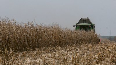 Урожай є, прибутку немає: чому аграрії Чернігівщини змушені скорочувати посіви