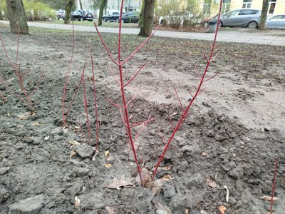 Чи достатньо у Полтаві дерев та що робити з омелою: дослідження озеленення Чи достатньо у Полтаві дерев та що робити з омелою: дослідження озеленення