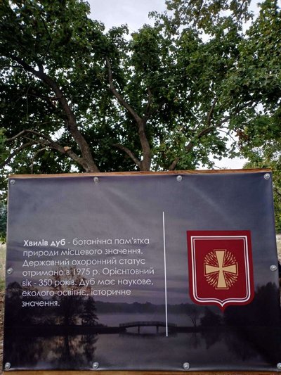 Козацький дуб, що годував селян під час голодомору: на Черкащині росте 400-літній велет Козацький дуб, що годував селян під час голодомору: на Черкащині росте 400-літній велет