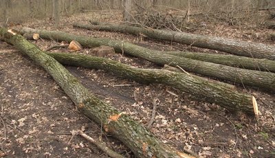 Вирубані дерева у лісі Вирубані дерева у лісі