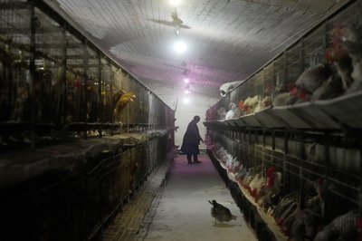 Дослідна станція птахівництва на Харківщині у Бірках Дослідна станція птахівництва на Харківщині у Бірках