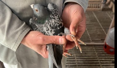 Голуб, Труш, птах Голуб, Труш, птах
