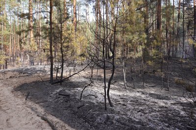 Згоріло майже десять гектарів заповідного лісу: чому могла виникнути пожежа у заповіднику у передмісті Дніпра Згоріло майже десять гектарів заповідного лісу: чому могла виникнути пожежа у заповіднику у передмісті Дніпра