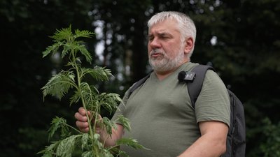 Карантинний бур’ян, який активно поширюється на Чернігівщині: що таке амброзія та як з нею боротися Карантинний бур’ян, який активно поширюється на Чернігівщині: що таке амброзія та як з нею боротися