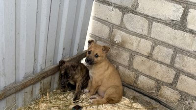 шелтер для власників свійських тварин цуценята Донецька область 2 квітня 2025 рік шелтер для власників свійських тварин цуценята Донецька область 2 квітня 2025 рік