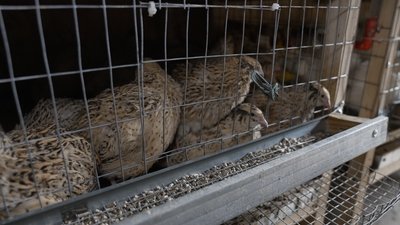 Спочатку "захворів" курями, потім — перепілками: як житель Чернігівщини розводить птахів Спочатку "захворів" курями, потім — перепілками: як житель Чернігівщини розводить птахів