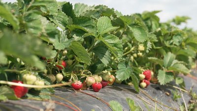 вирощування полуниць, ряд полуниць вирощування полуниць, ряд полуниць