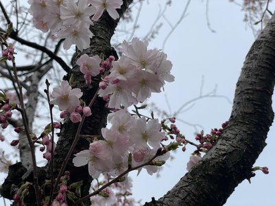 У Дніпрі розквітли сакури та магнолії: фоторепортаж