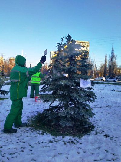 У Києві оприскують хвойні дерева, аби захистити їх від крадіїв У Києві оприскують хвойні дерева, аби захистити їх від крадіїв