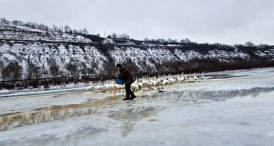 підгодівля лебедів, чим годувати лебедів підгодівля лебедів, чим годувати лебедів