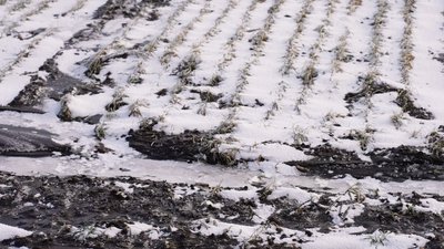 Озимі під льодом: як зберегти врожай під час промерзання ґрунту на Кіровоградщині Озимі під льодом: як зберегти врожай під час промерзання ґрунту на Кіровоградщині