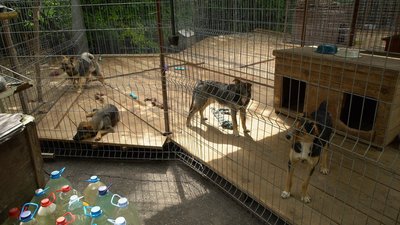 У кропивницькому притулку від сказу щеплять тварин: що таке сказ і чому важливо не пропускати вакцинацію