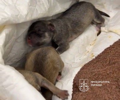 У Києві у смітник викинули новонароджених цуценят. Правоохоронці розпочали розслідування У Києві у смітник викинули новонароджених цуценят. Правоохоронці розпочали розслідування