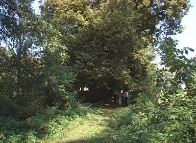 липа, липи липа, липи