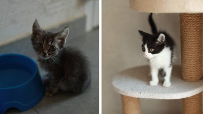 Пройшли адаптацію: у Черкасах шукають родини для кошенят та котів евакуйованих з фронту Пройшли адаптацію: у Черкасах шукають родини для кошенят та котів евакуйованих з фронту