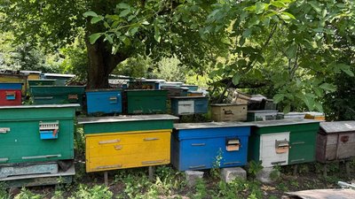 Масова загибель бджіл у громаді на Кіровоградщині: пасічники вважають, що їх потруїли Масова загибель бджіл у громаді на Кіровоградщині: пасічники вважають, що їх потруїли
