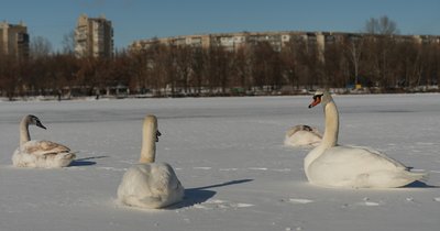 У Сумах на озері Чеха почистили ополонку для лебедів У Сумах на озері Чеха почистили ополонку для лебедів